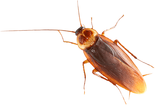main animal