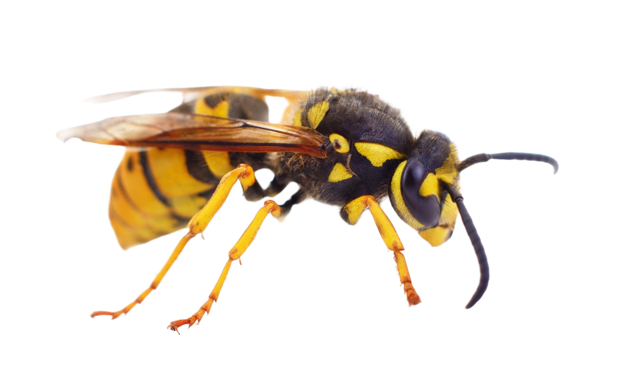 yellow wasp isolated white background